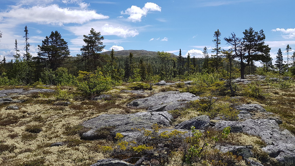 Etter en varm tur opp tett skog kom jeg opp på fjellet og hadde fri sikt bort på Atnglupen