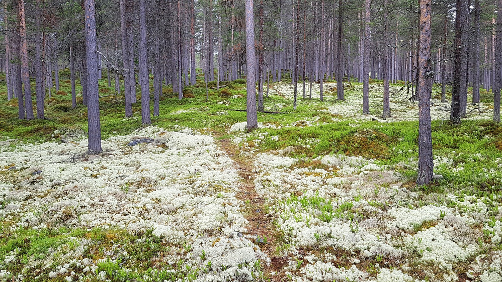 Etter å ha fulgt en gammel kjerrevei i starten, så ble det brått flere stier å velge i. Jeg valgte denne som gikk i riktig retning