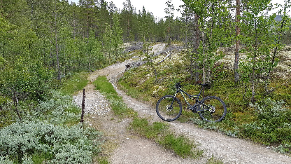 Stien viste seg å være en skogsbilvei, så sykkelen ble med videre opp lia