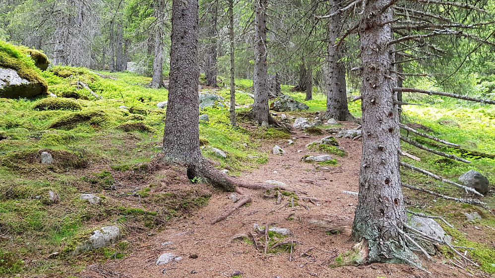 Det er veldig flott å gå opp i urskogen. Etterhvert passerte jeg både danskene og tyskerne oppe i lia.