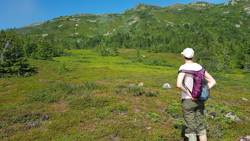 Endelig var vi kommet til tregrensa og vi fikk både overblikk over fjellet og en sval trekk i lufta