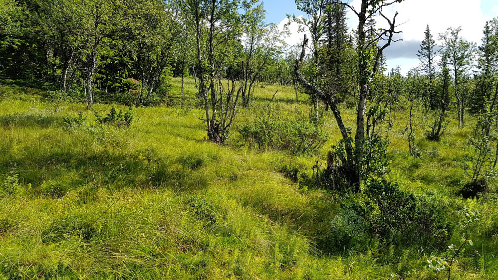 Når stien begynte å bli utydelig, valgte jeg å ta av opp mot fjellet i skikkelig vått terreng
