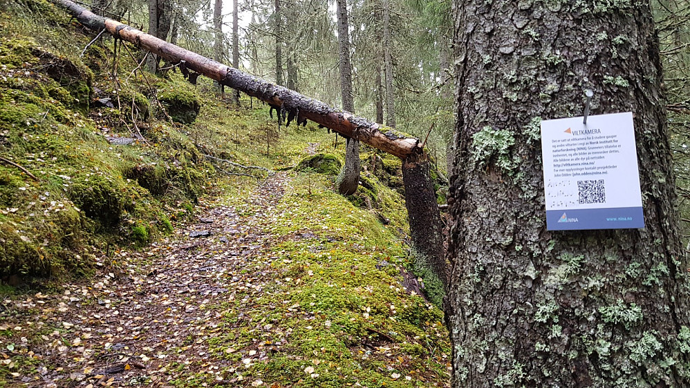 Oppi bakken var det montert et viltkamera