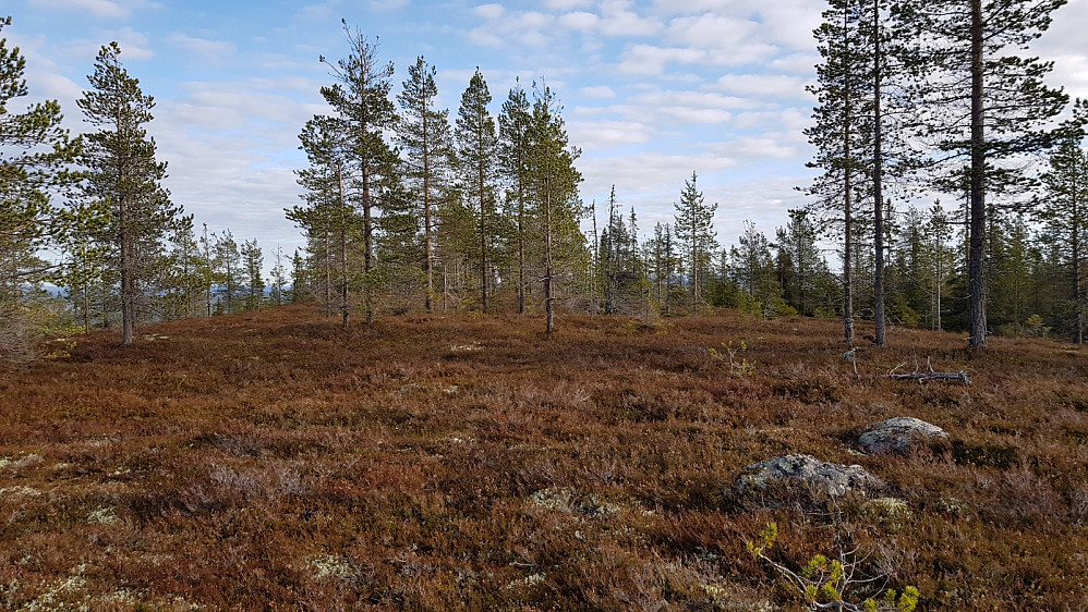 Flatt på toppen av Bjørnåsen