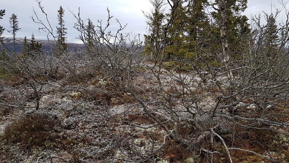 Etter en bratt tur opp var jeg på toppen