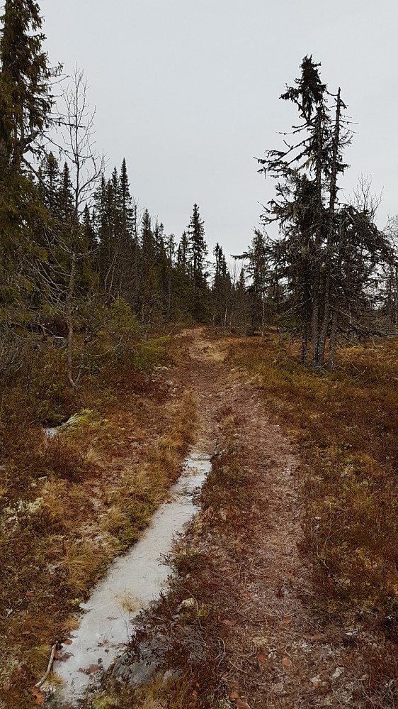 Jeg startet bortover på tydelig sti, men den gikk ikke mot toppen, så etter et stykke tok jeg av stien og gikk i skogen opp mot fjellet