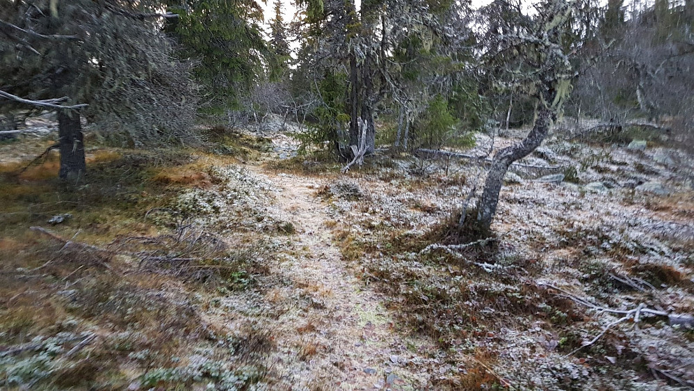 På tur ned gikk jeg på denne stien som jeg kunne følge tilbake til start