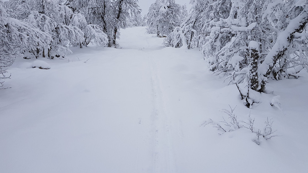På tur opp skogen mot Renåfjellet gikk jeg på et skispor som jeg kunne følge et stykke opp lia