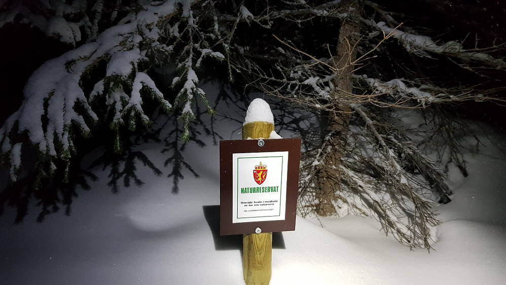 Høyere opp kom jeg inn i et naturreservat og det ble mye gammel og grov skog