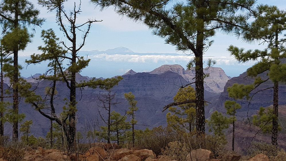 Mellom trærne ser vi over til Teide på Tenerifer