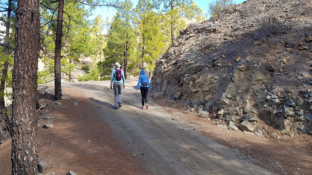 Idyll opp på fin grusvei gjennom skogen