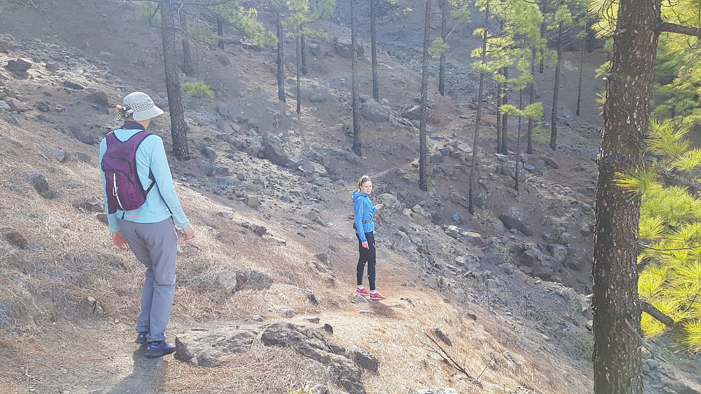 Fin og lettgått sti opp gjennom skogen