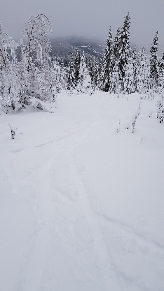 Jeg så 2 stykker som satte avgårde nedover på Randoo ski når jeg kom opp mot toppen, og det var en del spor etter ivrige ski kjørere 