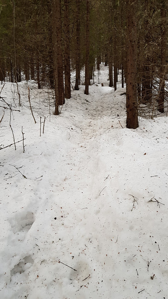 Vinden i går ristet trærne slik at snøen var full av kvister og barnåler
