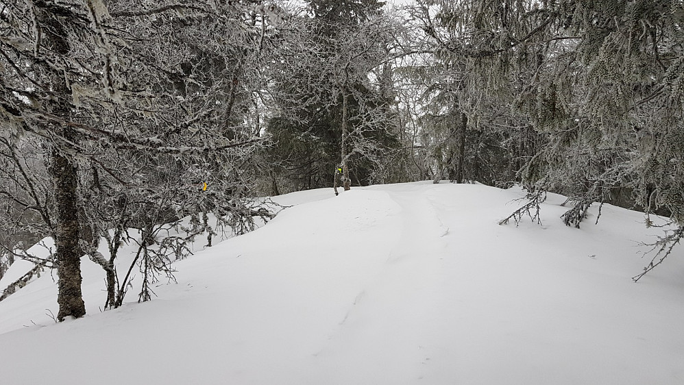På nordryggen av Bergevassknotten vår det tråkket opp en sti med truger, og jeg kunne da ta av meg skiene i noen bratte partier