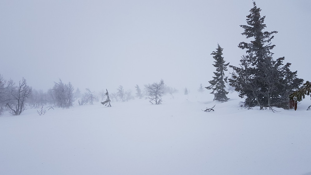 Jeg tok av løypa og tråkket mitt eget spor, men jeg forstod raskt at jeg burde ha fulgt Hornsjøløypa opp i skaret