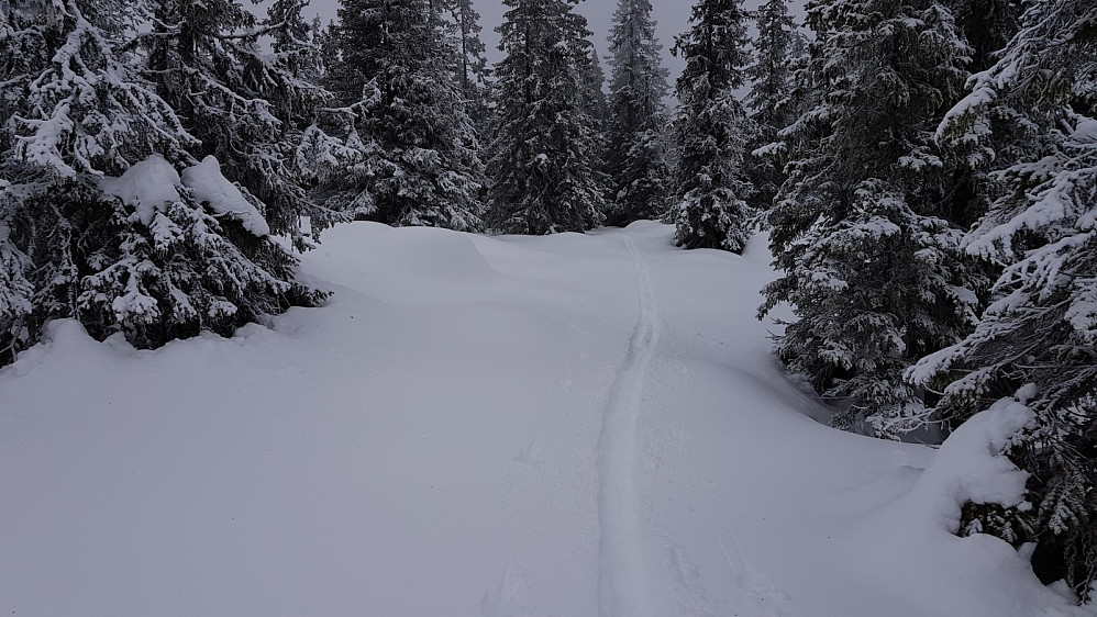 Sikten ble litt bedre lengre opp i skogen. Her tilbake på mitt eget spor