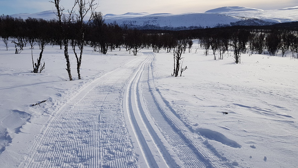 Da hadde jeg nypreparert spor å ake i gjennom skogen. Litt for flatt her til at det ble noe fart på skiene
