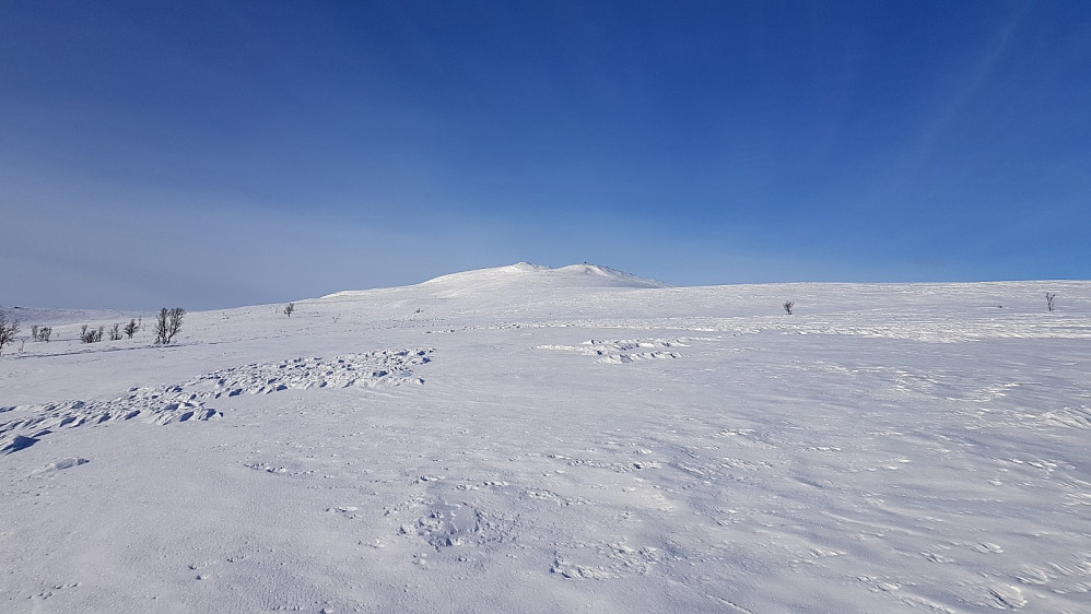 Etter å ha gått svak motbakke opp myrene gjennom den glisne bjørkeskogen, tok jeg av sporet og satte kursen opp mot Pika