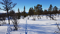 Høyere opp tok jeg av veien og satte kursen innover den glisne skogen. Her sank jeg dypt ned, og det gikk sakte