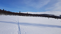 Tilbakeblikk i det jeg kom inn igjen på eget spor nede på en myr. Da ble det utrolig mye lettere å gå enn når jeg brøytet sporet innover