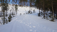 I det første veikrysset kom jeg inn på scooterspor, men også det var dekket av 15 cm løssnø, kun oppgått av elg
