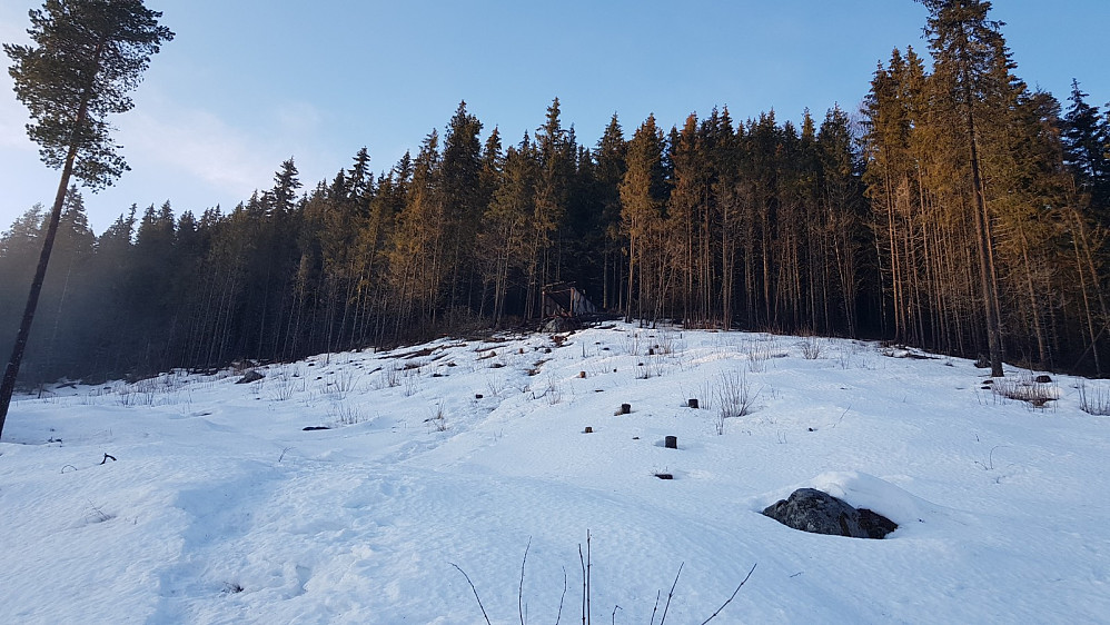 Bra med snø i hogstfeltet opp mot Gapahuken