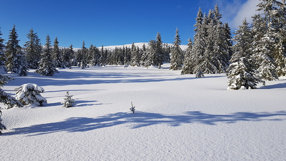 Vanskelig å finne finere forhold enn hva det var i dag. 20 cm nysnø på gammel snø som bar fint