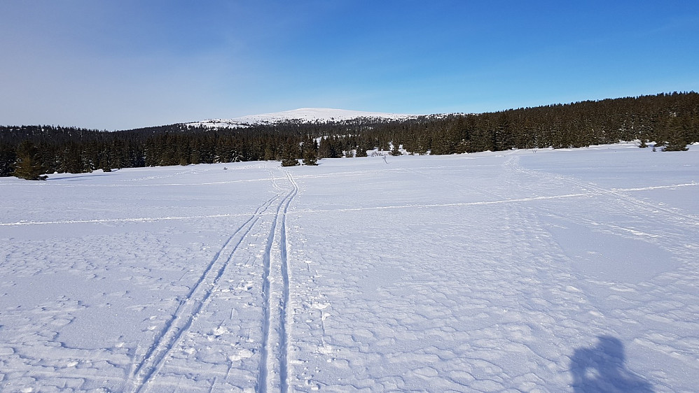 Mange oppgåtte spor å velge i gjennom skogen inn mot fjellet