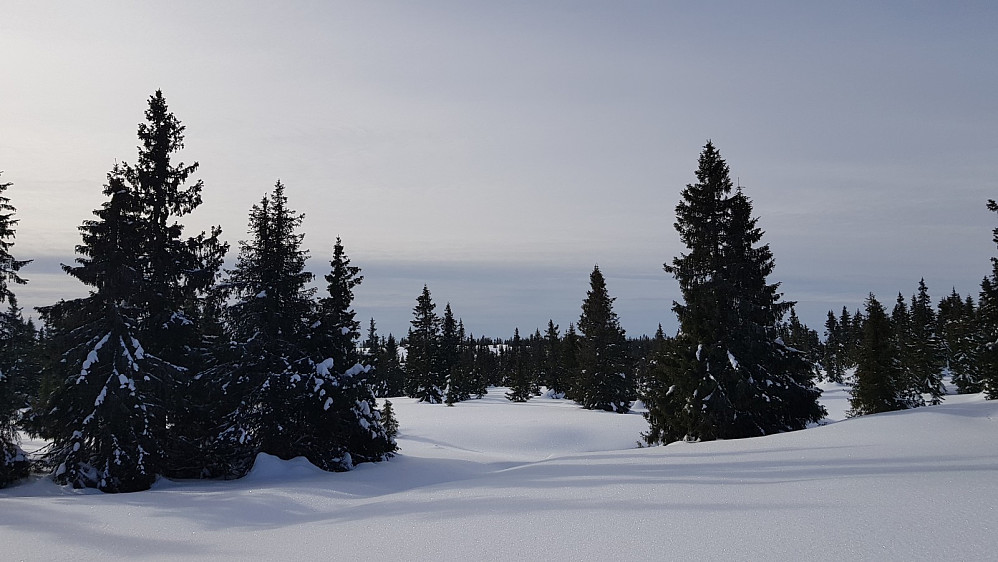 Veldig fint å rusle opp gjennom skogen i slike forhold