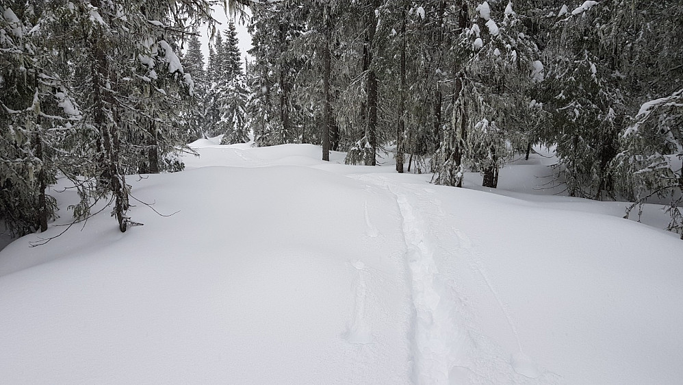 Det var tungt å ta seg frem i dag, da jeg nærmest måtte brøyte meg gjennom den dype nysnøen