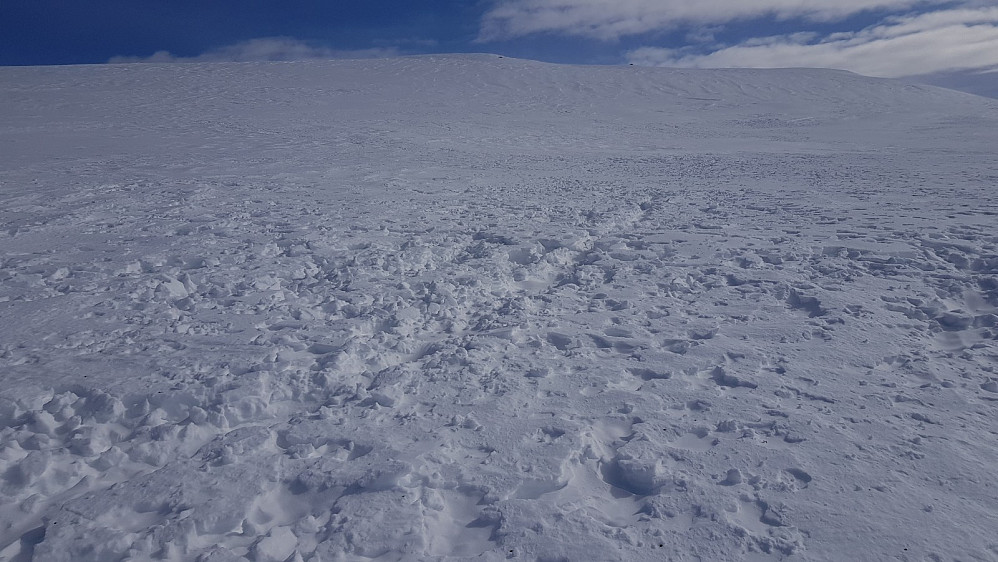 Masse spor etter reinen til Fram Tamreinlag. Fra toppen så vi en flokk nede på Øvre Megrundstjønnet