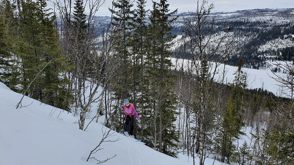 Litt bratt og kronglete opp nederste snarveien i skogen