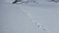 Her stod sporene etter en moskus igjen, mens snøen rundt hadde blåst bort