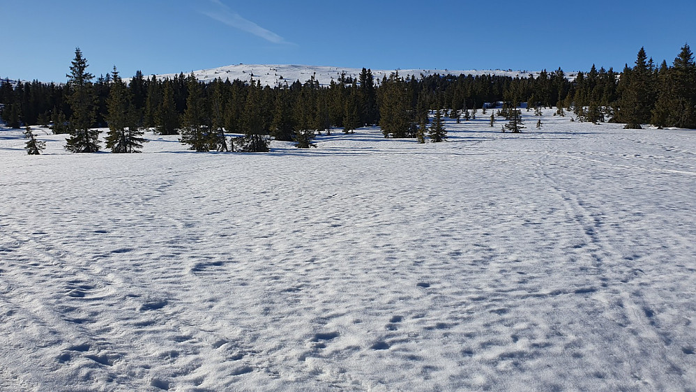 I skogen bar snøen bra og vi kunne finne vår egen vei oppover myrene