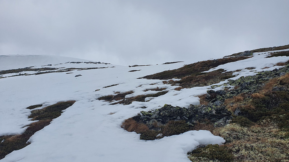 Da bar det opp på selve fjellet. Her gikk det flere ryper som tok det helt med ro selv om vi kom