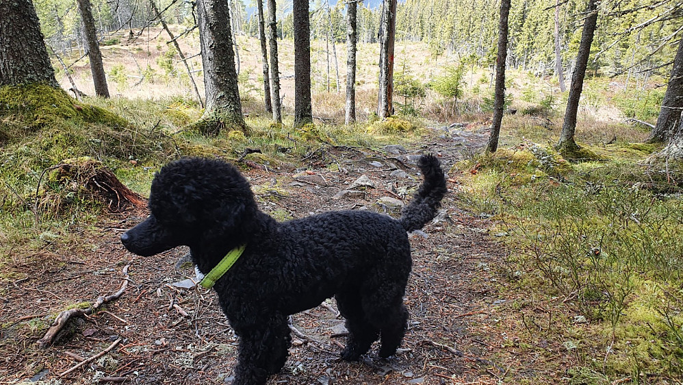 Lett på foten denne lille hunden. Den stakk i fra meg i motbakkene