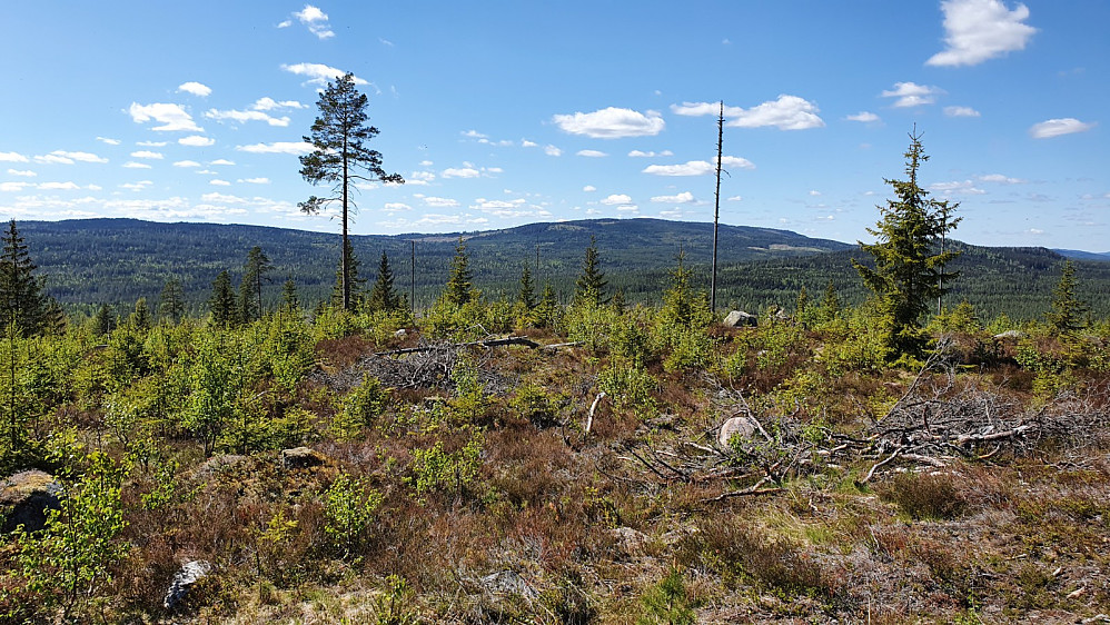 Pga manglende skog var det flott utsikt