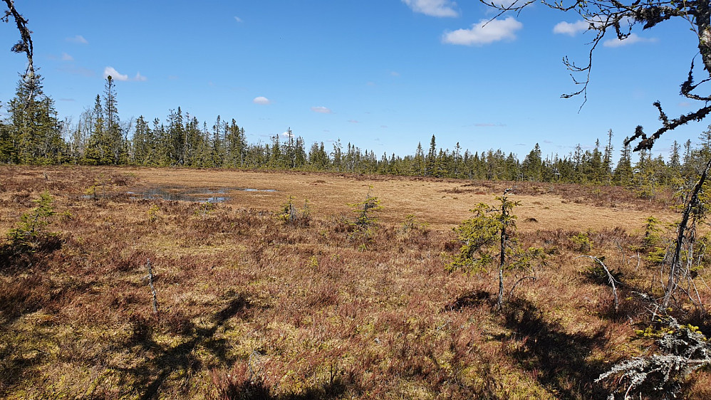 Her var det ikke noen skog å valse ned, så her var det litt urørt natur