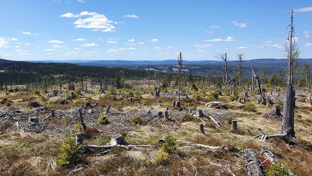 At skogen var felt hadde en liten oppside i form av flott utsikt