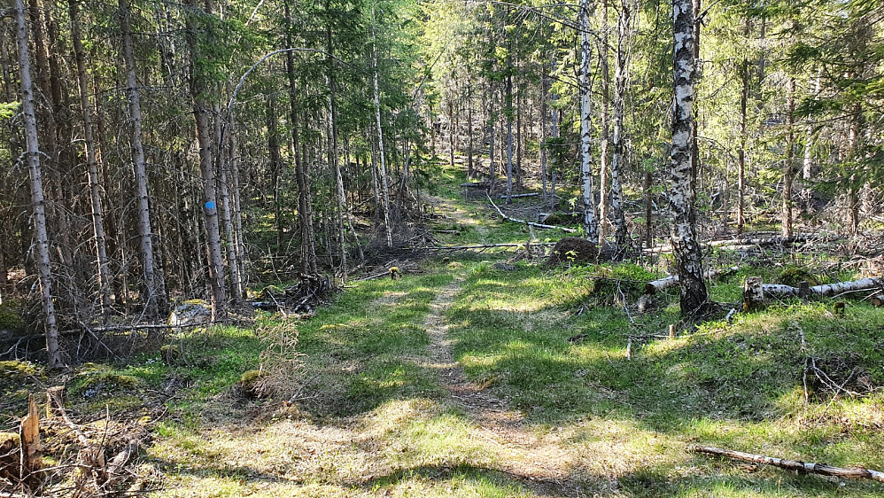 Tilbakeblikk litt etter start. Fin og lettgått sti her