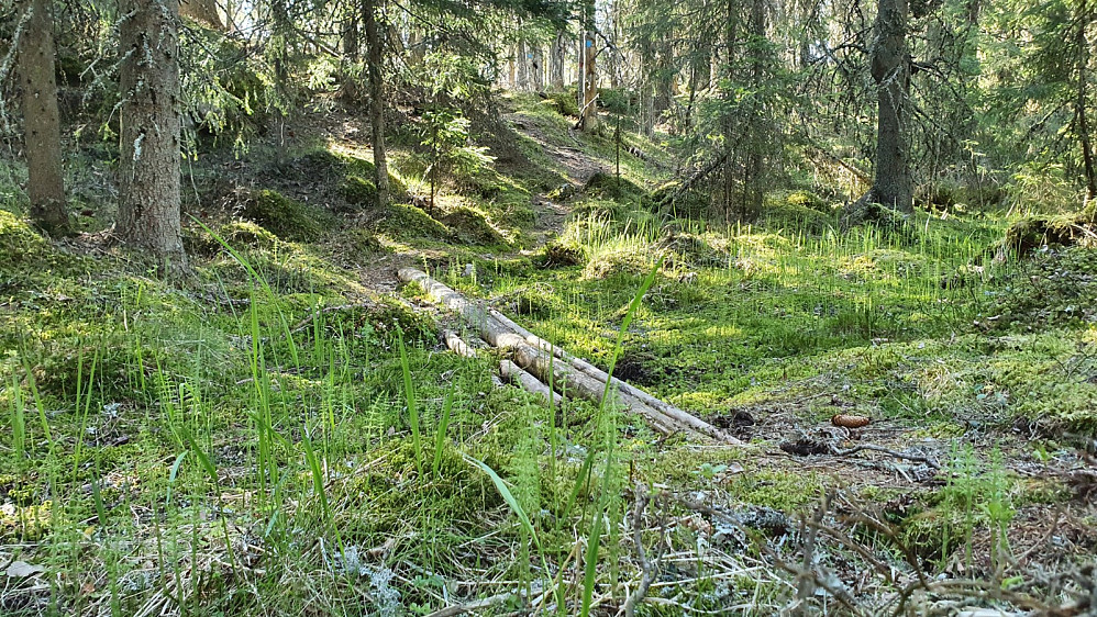 Tilrettelagt for å krysse et vått parti på stien