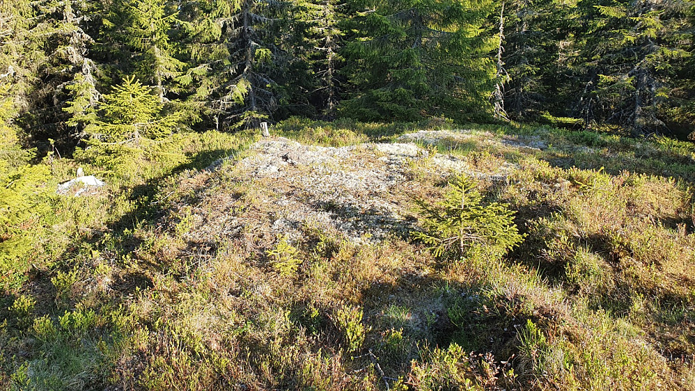 Selve toppen lå heldigvis litt lengre inn der skogen ikke var meid ned