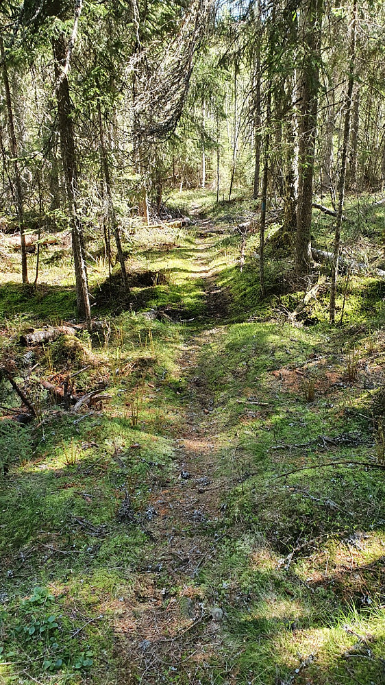På returen kom jeg inn på tydelig sti som jeg kunne følge ned til løvknuten