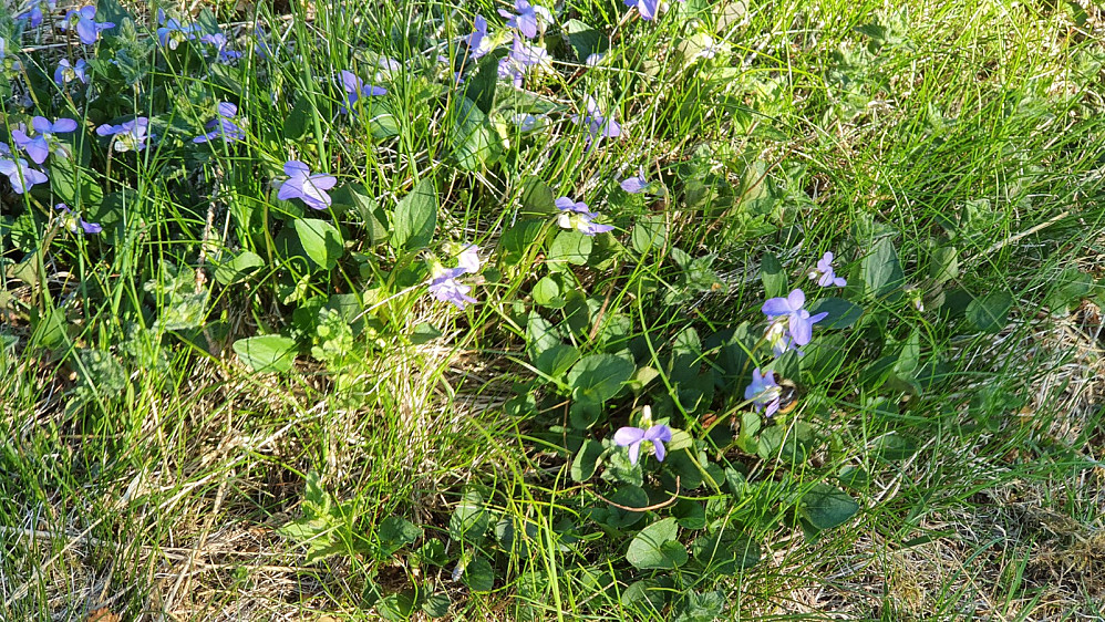 |Humla suste mellom blomstene, og det var skikkelig sommer i dag