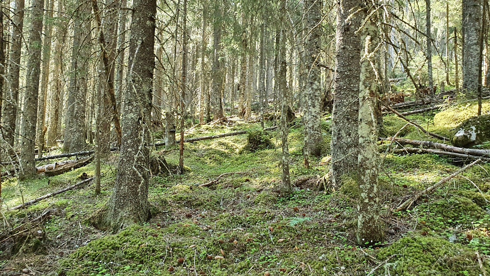 Til tross for en del trefall, var det ganske greit å gå opp her