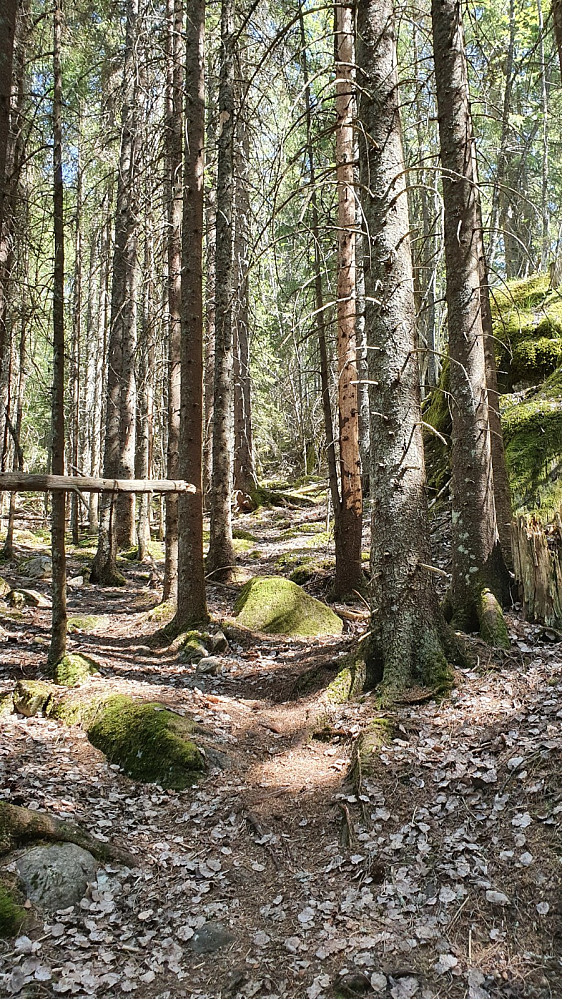 Nærmere toppen ble det mye berg og mosekledd skogbunn