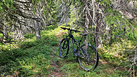 Jeg kunne sykle bare delvis i skogen inn mot toppen, da jeg ikke så hva som skjulte seg i blåbærlyngen i en del partier
