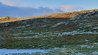 Det gikk en reinsflokk litt opp i fjellsia her