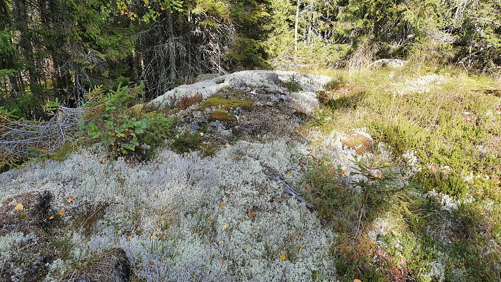 Stien gikk litt i feil retning, men jeg bestemte meg for å følge den opp på Ljønerkollen og så gå terrenget bort til Svartkollen